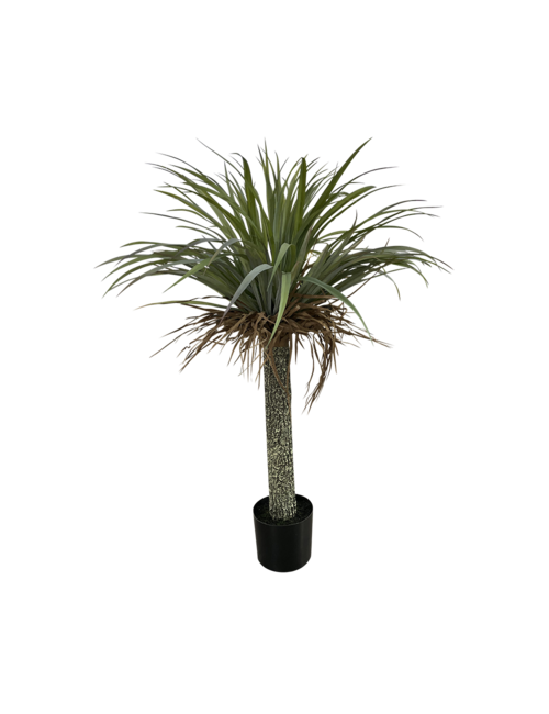 110CMH FROSTED GREEN PONYTALE PALM TREE