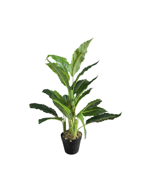 60Cmh Tropical  Plant