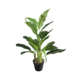 60Cmh Tropical  Plant