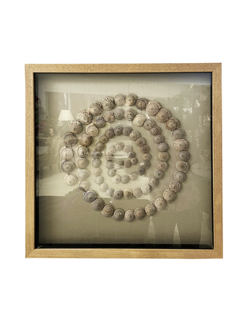 BOXED ART SEA SNAIL IN SPIRAL SHAPE