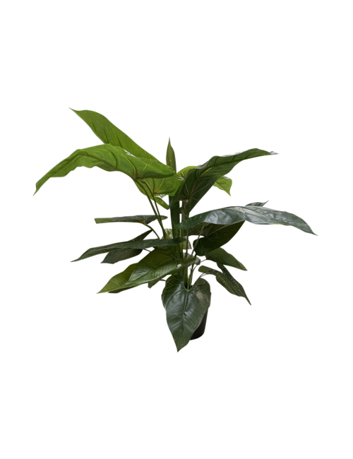 Large Leaf Plant