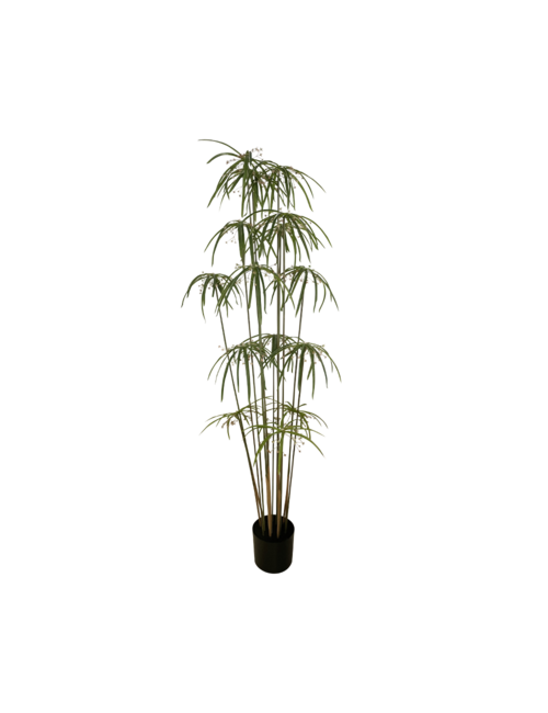 160cmh Papyrus Plant