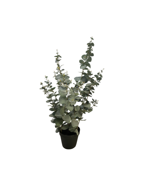 80Cmh Eucalyptus Bush