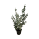 80Cmh Eucalyptus Bush