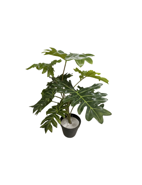 60cmh Variegated Leaf Plant