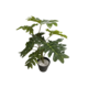 60cmh Variegated Leaf Plant