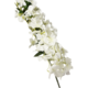 White Flower on Long Stem