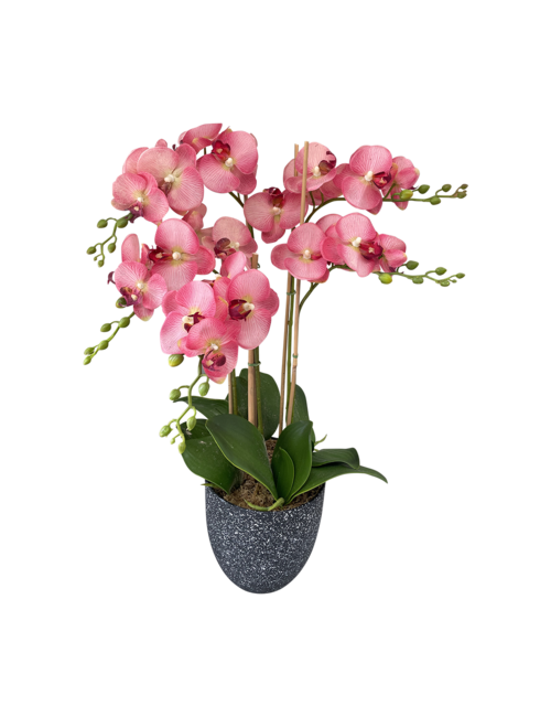 5 STEM PINK ORCHID IN BLACK MARBLE POT