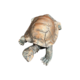 17cml Turtle