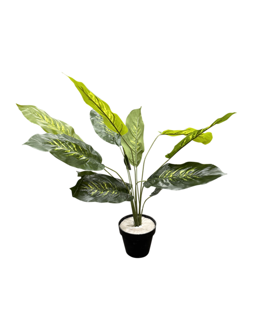 50CMH LIGHT/DARK GREEN LEAF PLANT