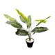 50CMH LIGHT/DARK GREEN LEAF PLANT