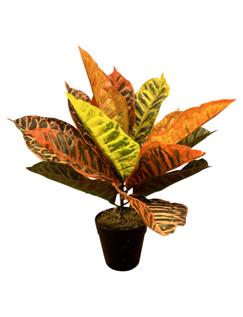 RED/GREEN/YELLOW LEAF PLANT