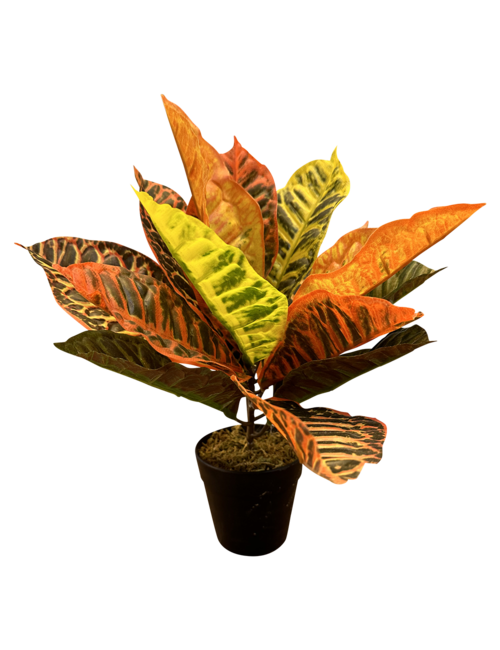 RED/GREEN/YELLOW LEAF PLANT