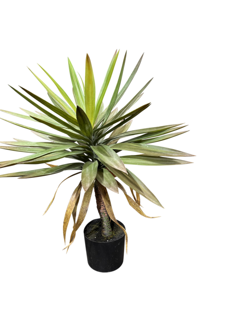 75Cmh Yucca