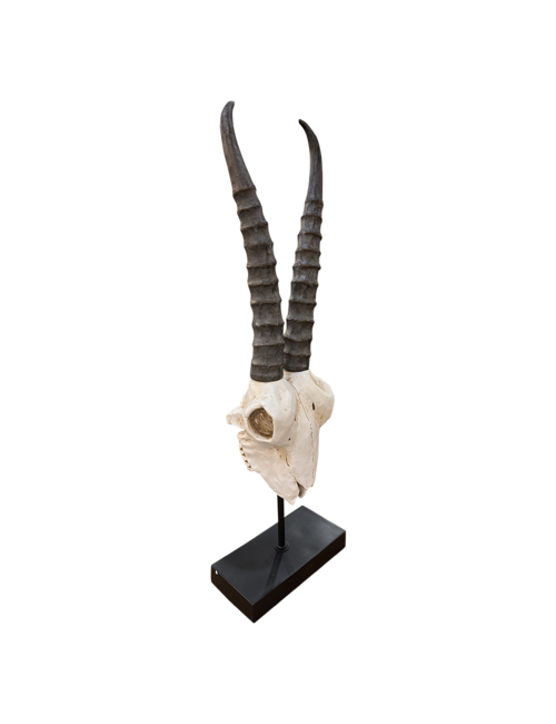 Tall long horn skull on stand