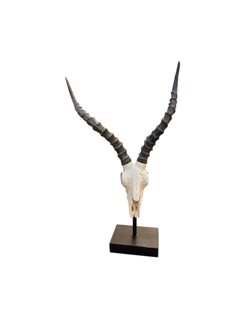 wavy horn skull on stand