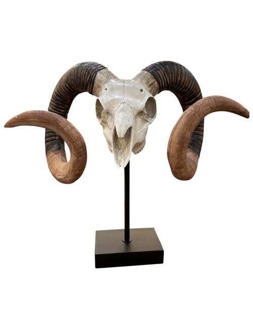 ram skull on stand