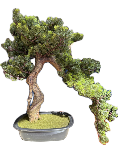 55cmh spriggy bonsai