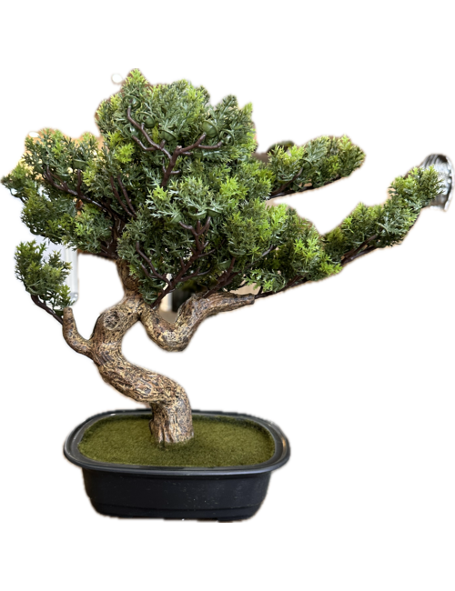 45cmh spriggy bonsai