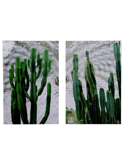 Set2 Cacti Prints