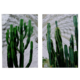 Set2 Cacti Prints