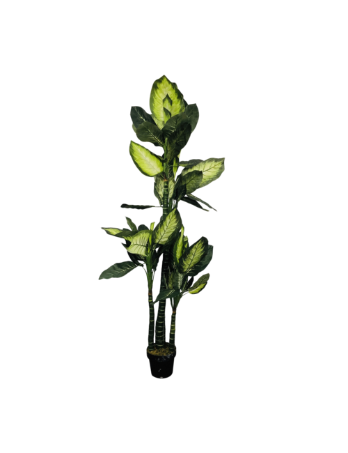 Large Light And Dark Green Leaf Plant In Pot