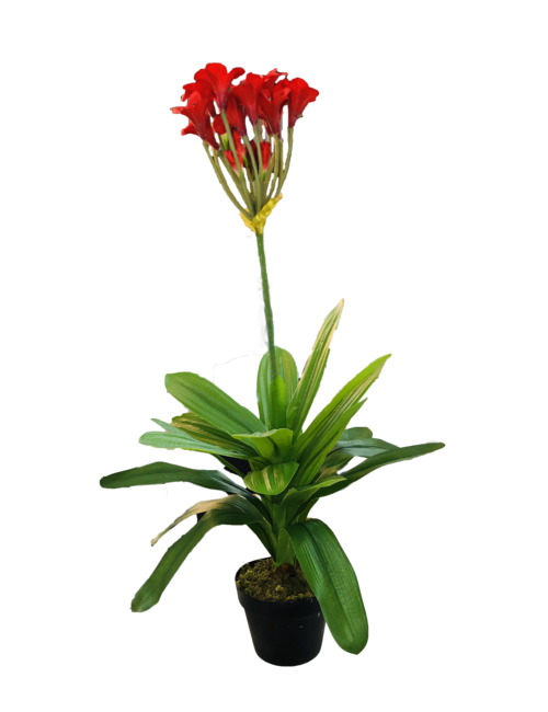 Red Flower In Pot