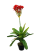 Red Flower In Pot