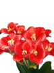 Red Flower In Pot