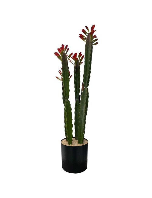 CACTUS WITH LEAVES