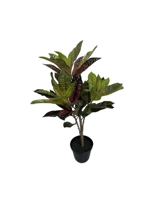 60Cm Potted Croton