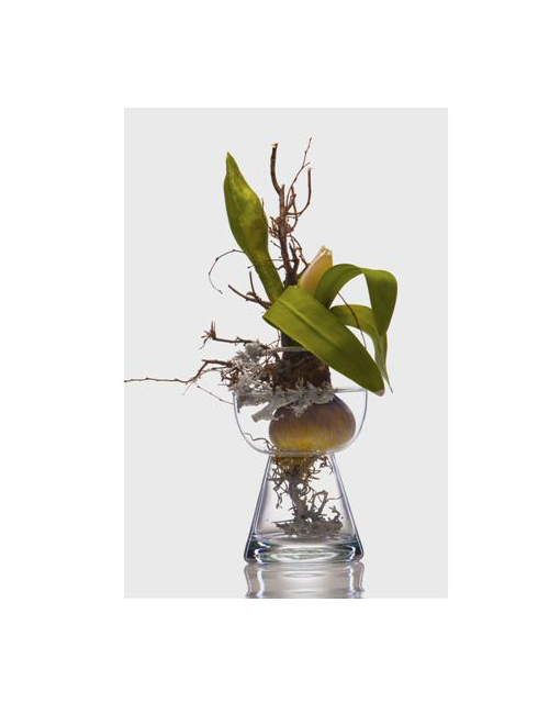 CLEAR GLASS AMARYLLIS VASE DecorHome Decor Affordable Luxury Living Interior