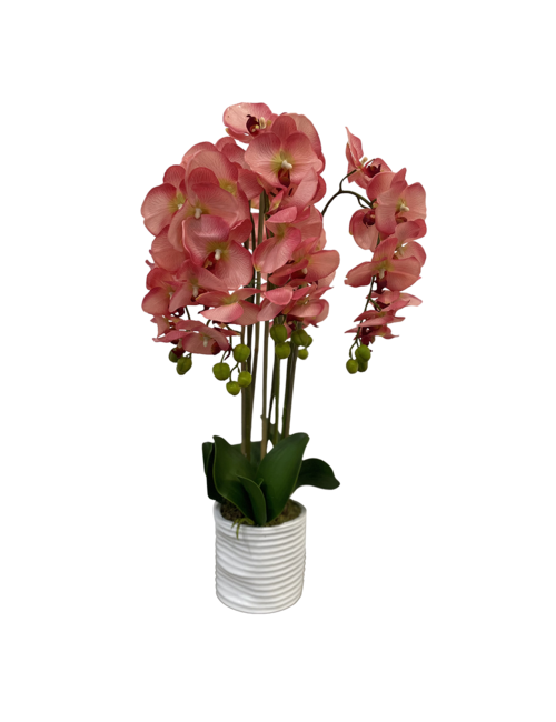 LARGE 5 STEM PINK ORCHID IN RIBBED POT