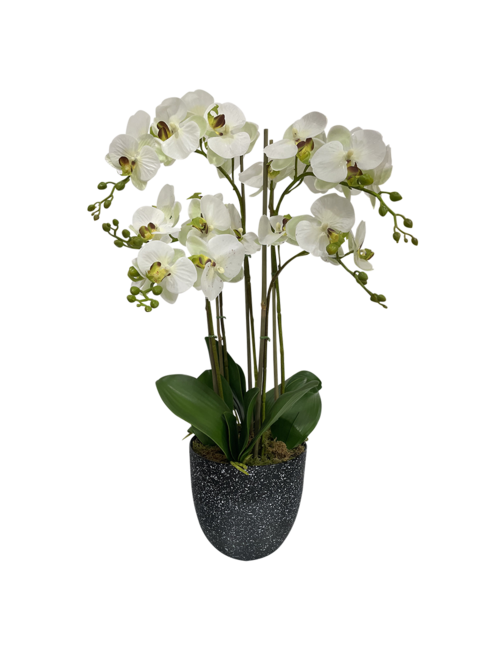5 Stem White - Green Centre Orchid In Black Marble Pot