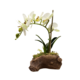 SMALL SINGLE STEM WHITE - GREEN CENTRE ORCHID ON ROCK BASE