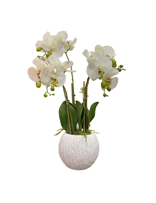 4 STEM WHITE-GREEN CENTRE ORCHID IN ROUND WHITE POT
