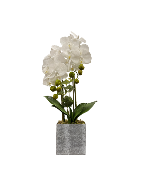 2 Stem White Orchid