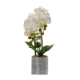 2 STEM WHITE ORCHID