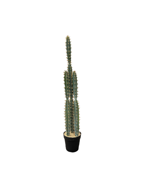SPIKY RIBBED CACTUS