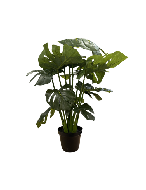53Cmh Split Leaf Philo