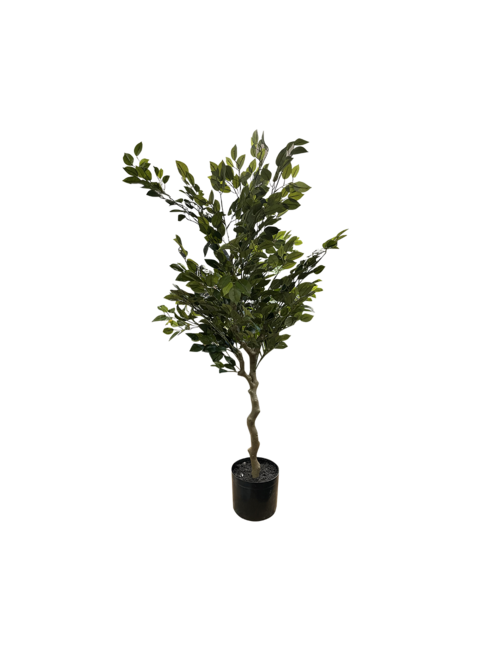 120Cmh Potted Ficus Tree