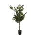 120Cmh Potted Ficus Tree