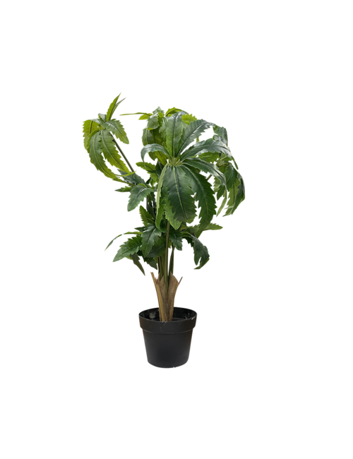 90Cmh Aralia Tree