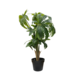 90Cmh Aralia Tree