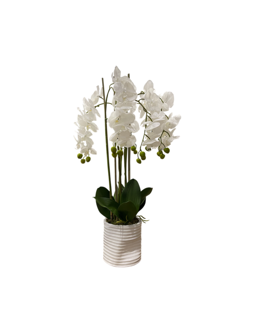 LARGE 5 STEM WHITE ORCHID IN RIBBED POT