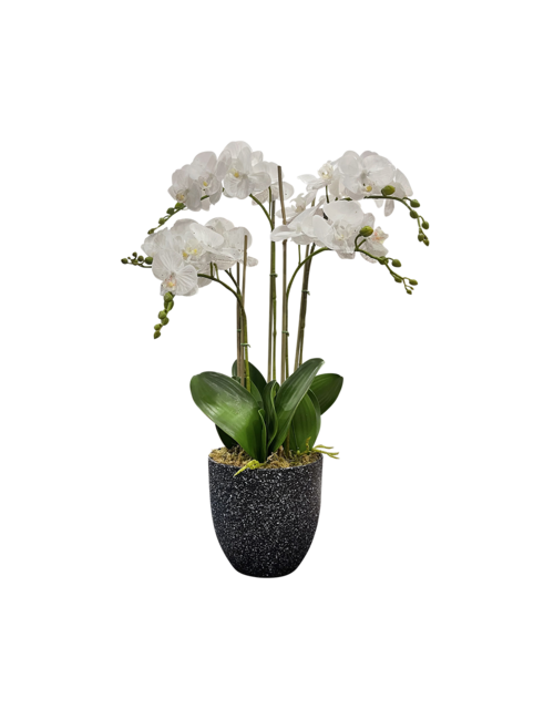 5 STEM WHITE ORCHID IN BLACK MARBLE POT