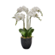 5 STEM WHITE ORCHID IN BLACK MARBLE POT