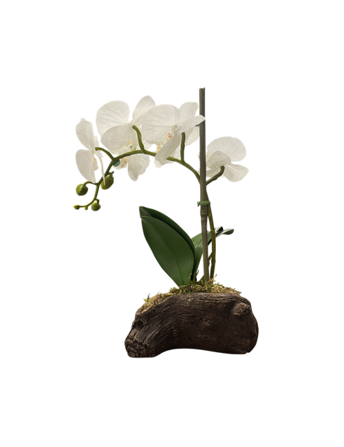 SMALL SINGLE STEM WHITE ORCHID ON ROCK BASE