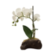 SMALL SINGLE STEM WHITE ORCHID ON ROCK BASE