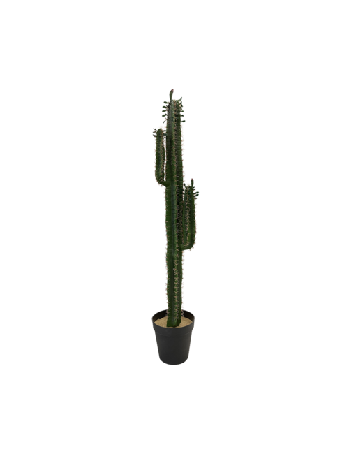 3 Prong Cactus